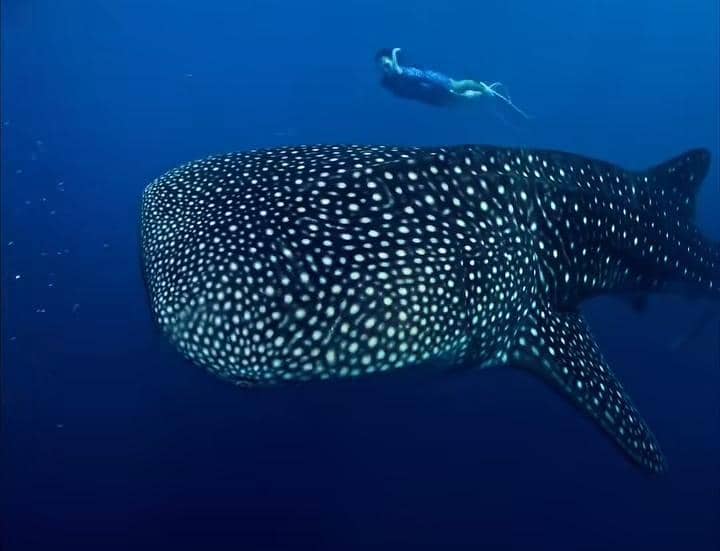 Yura Yunita freediving bersama whale shark di Gorontalo