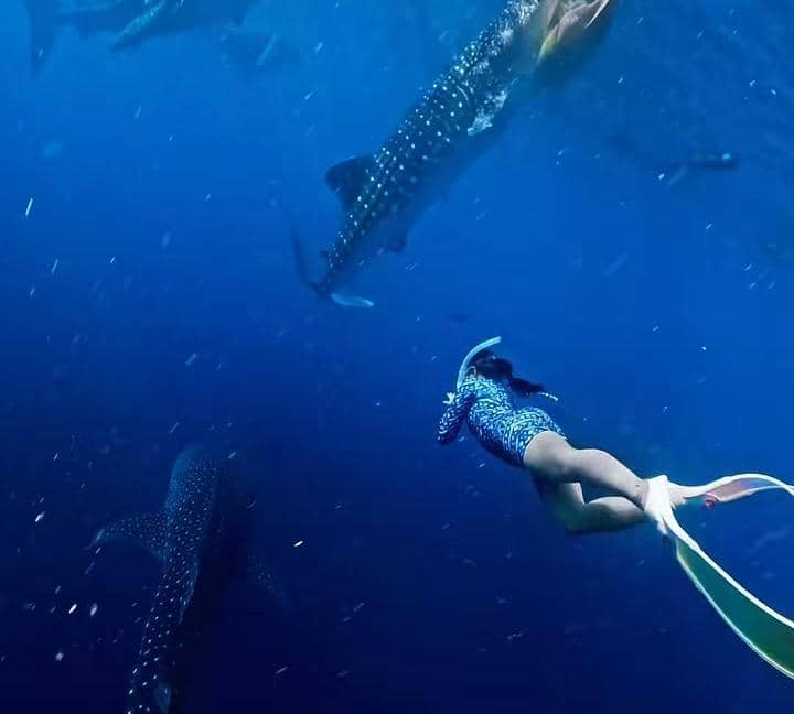 Yura Yunita freediving bersama whale shark di Gorontalo