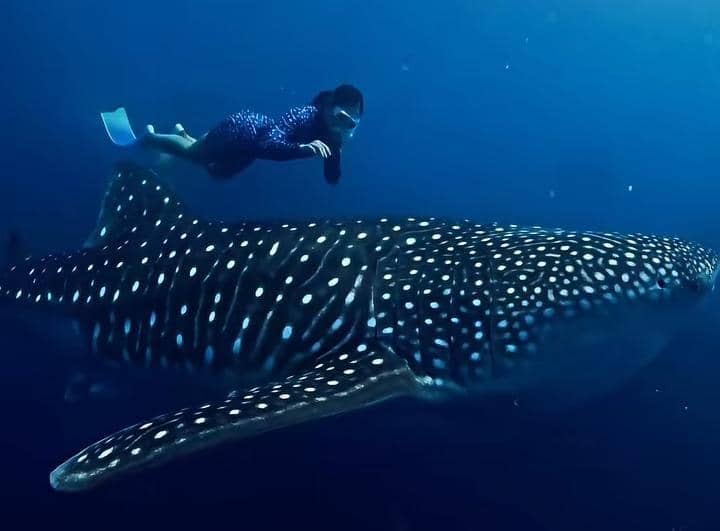 Yura Yunita freediving bersama whale shark di Gorontalo