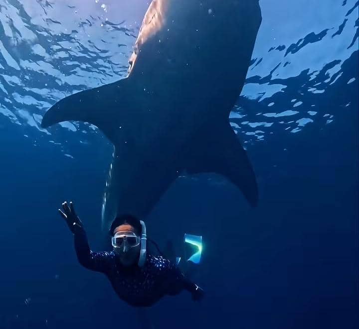 Yura Yunita freediving bersama whale shark di Gorontalo