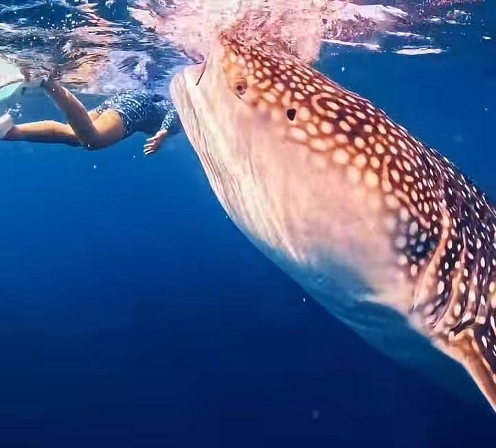 Yura Yunita freediving bersama whale shark di Gorontalo