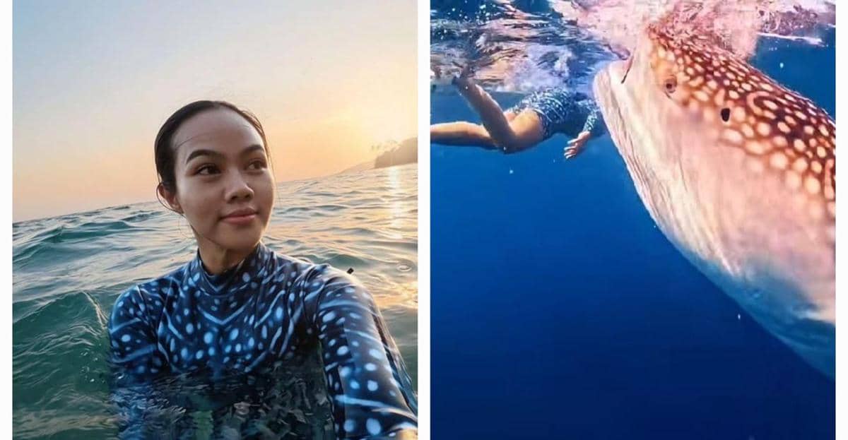 Berani, Yura Yunita Freediving Bersama Whale Shark di Gorontalo