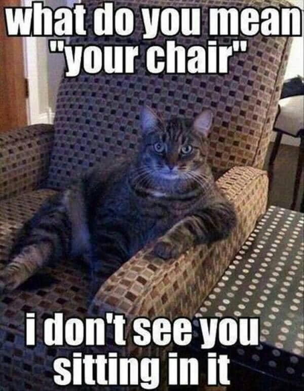 meme kucing tentang kursi