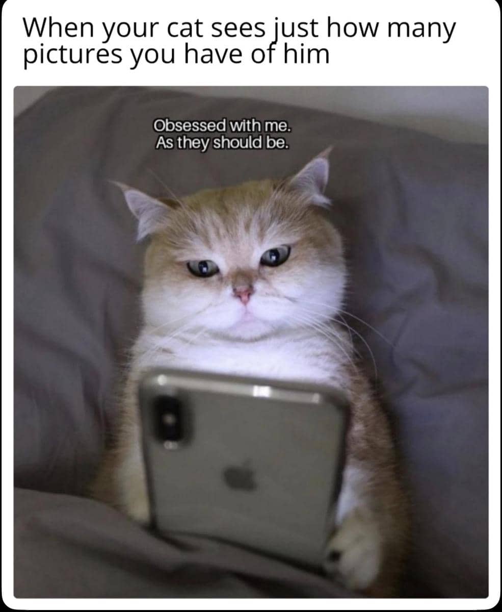 meme kucing tentang obsesi