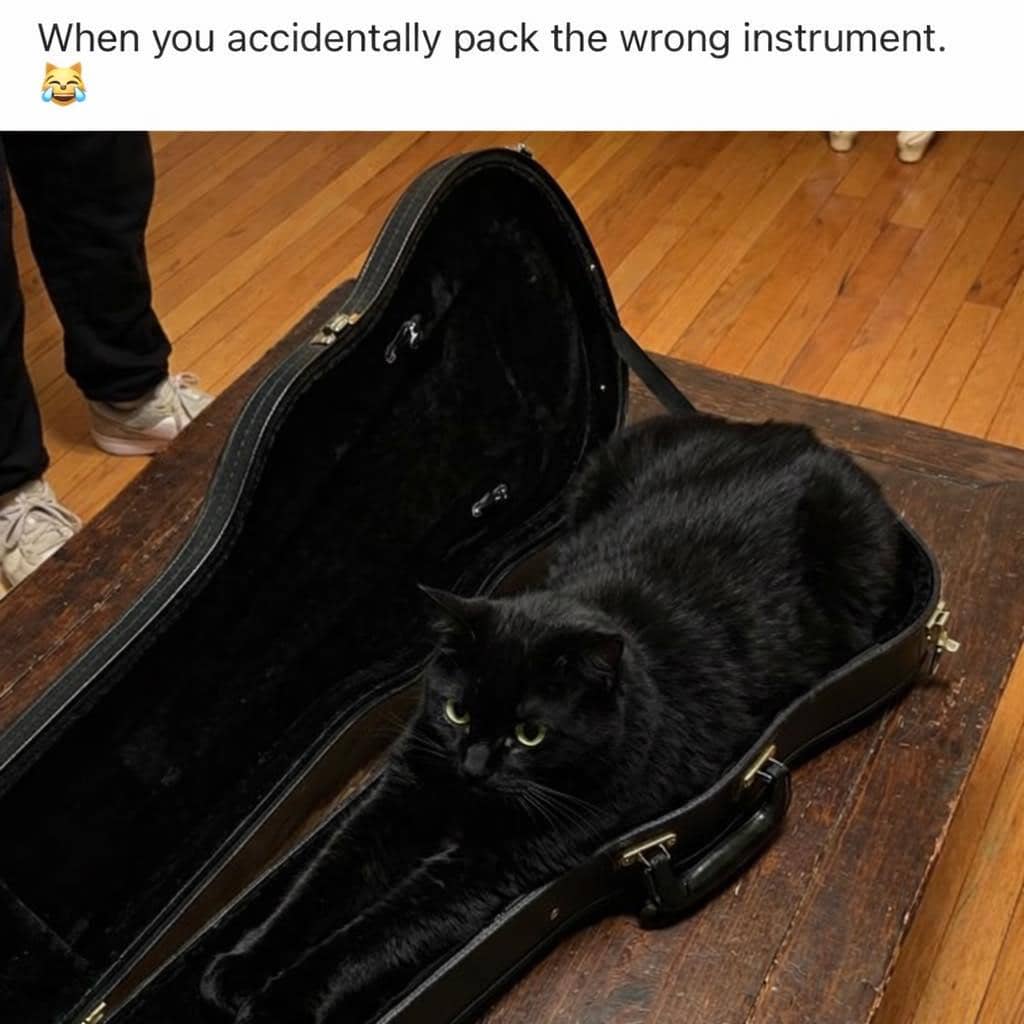 meme kucing tentang musik