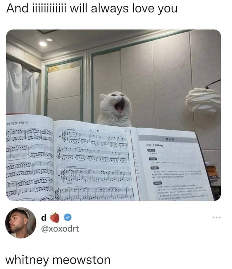 meme kucing tentang musik