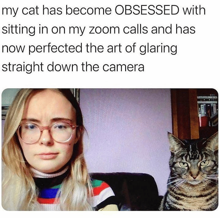meme kucing tentang obsesi
