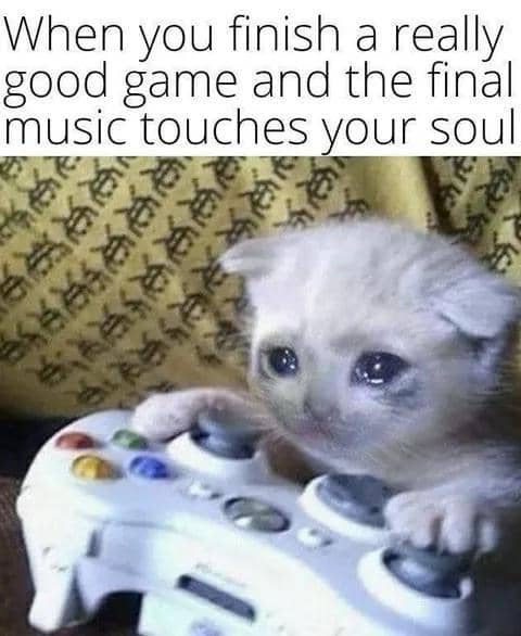 meme kucing tentang musik