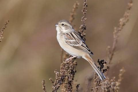 5 Fakta Rufous Backed Bunting, Burung Unik dengan Corak yang Memikat