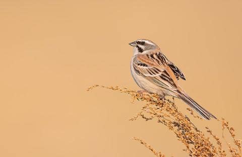rufous-backed bunting