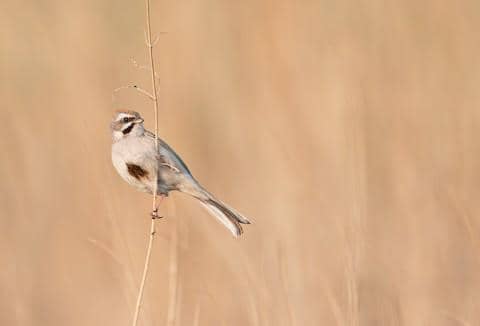 rufous-backed bunting