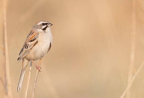 rufous-backed bunting