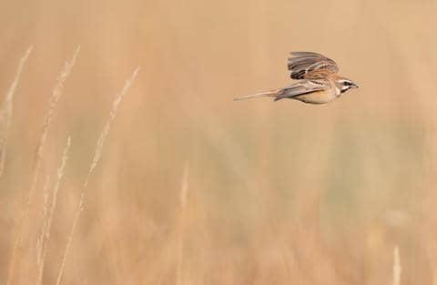 rufous-backed bunting
