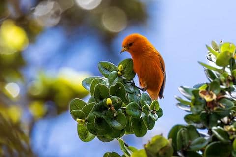 5 Fakta Hawaii Akepa, Burung Endemik Hawaii dengan Bulu Merah Memikat