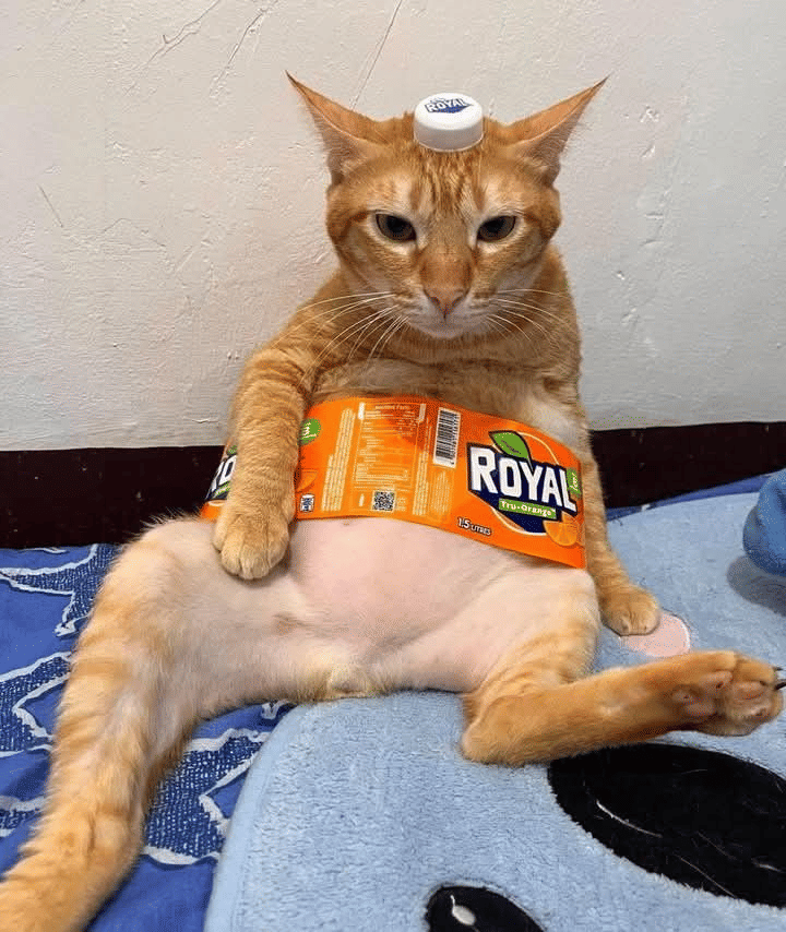 meme kucing tentang botol