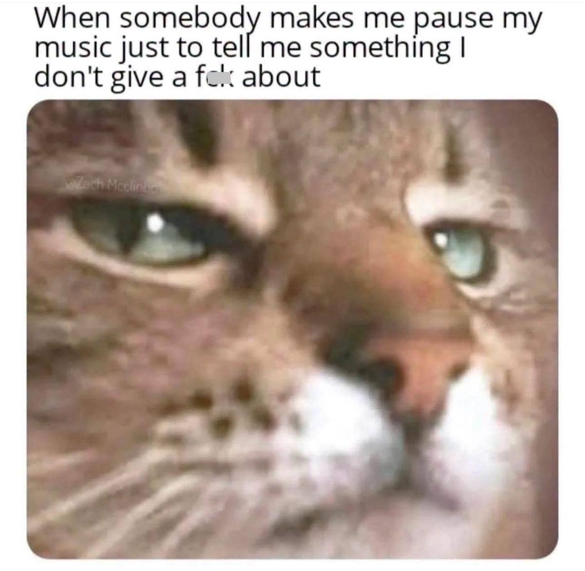 meme kucing tentang musik