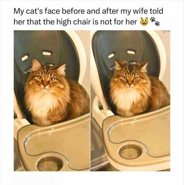 meme kucing tentang kursi
