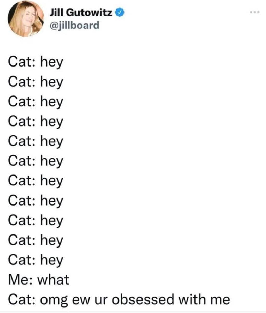 meme kucing tentang obsesi