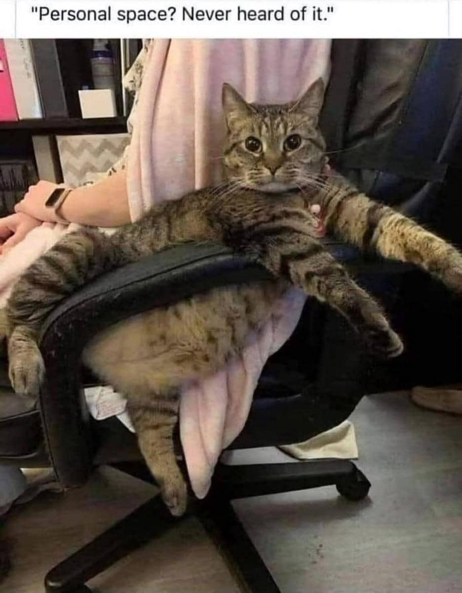 meme kucing tentang kursi