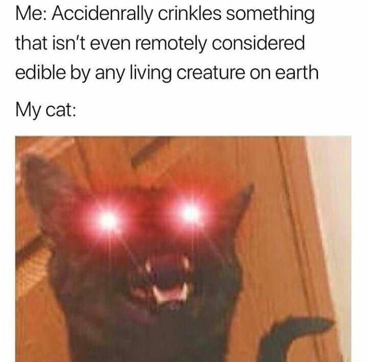 meme kucing tentang obsesi