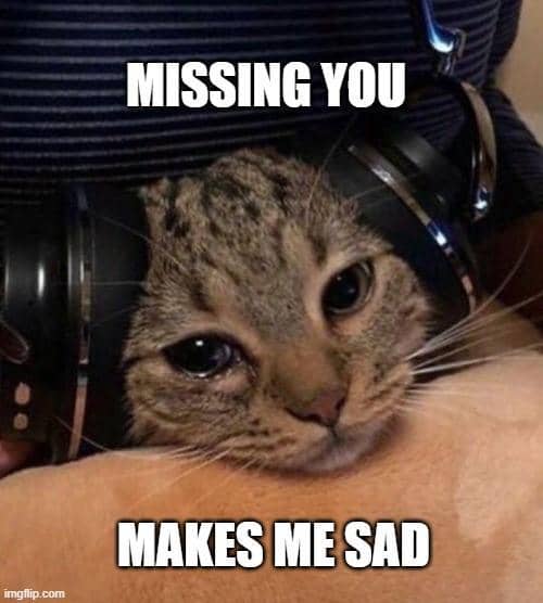 meme kucing tentang musik