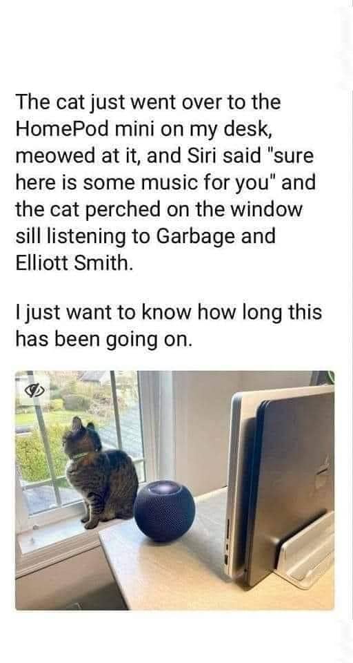 meme kucing tentang musik