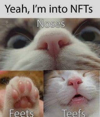 meme kucing tentang obsesi