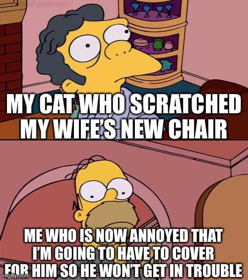 meme kucing tentang kursi
