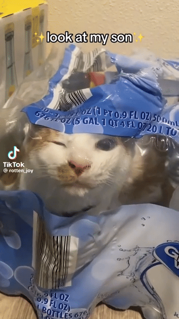 meme kucing tentang botol