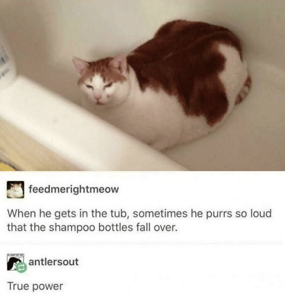 meme kucing tentang botol