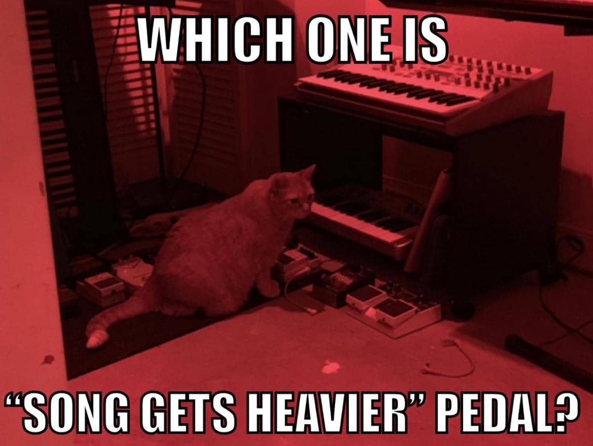 meme kucing tentang musik