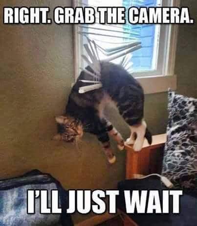 meme kucing tentang obsesi