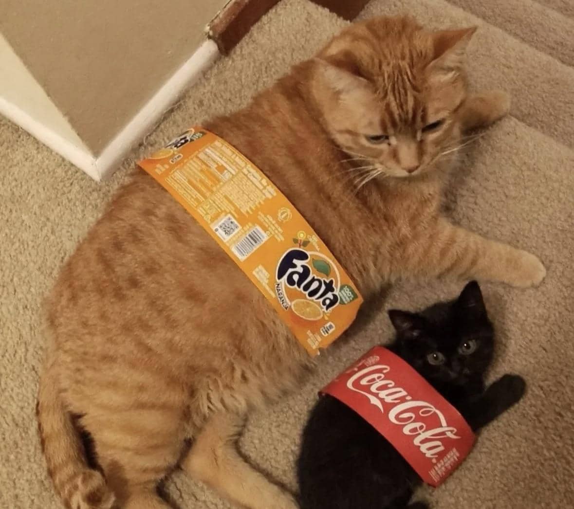 meme kucing tentang botol