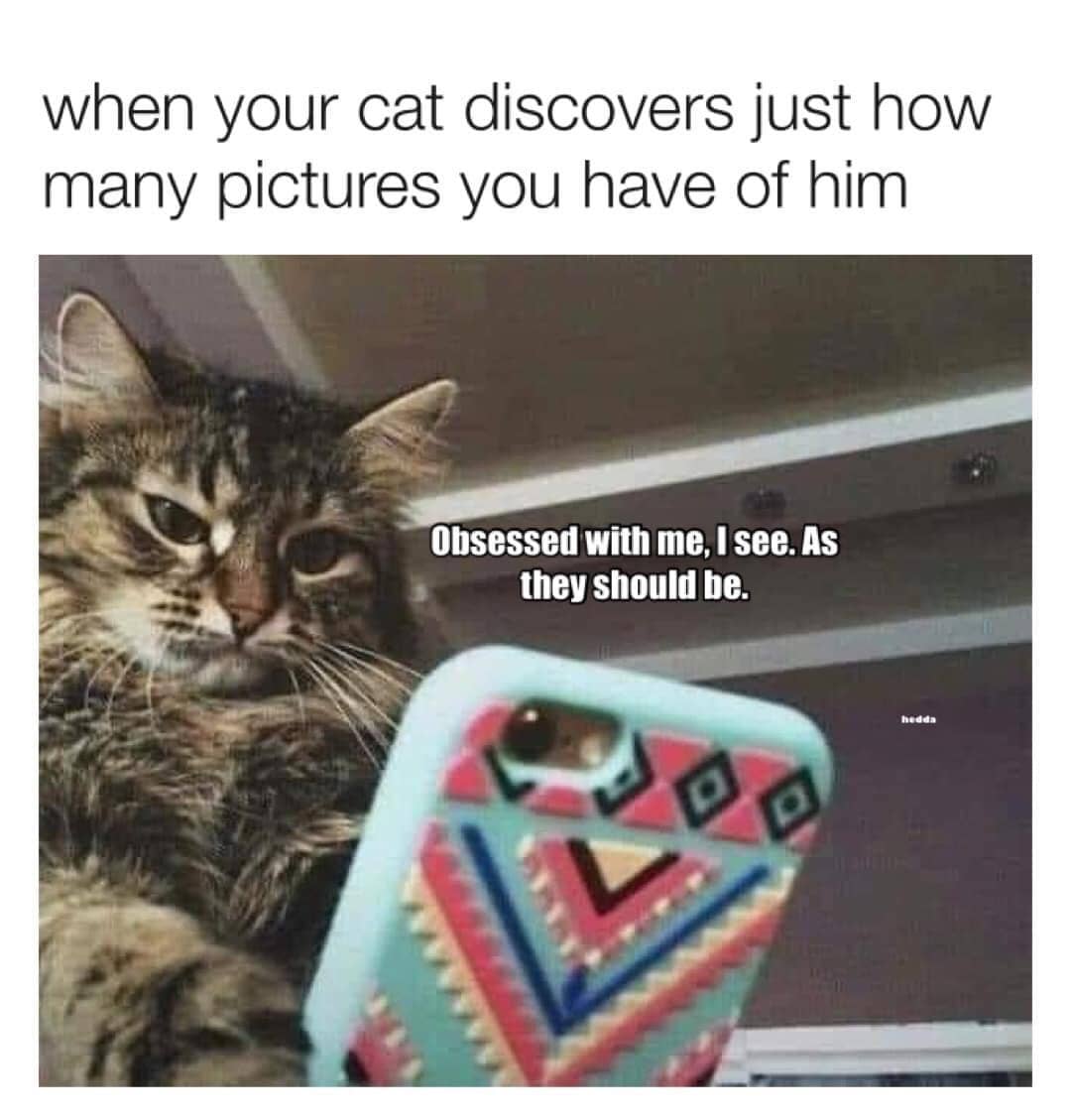 meme kucing tentang obsesi