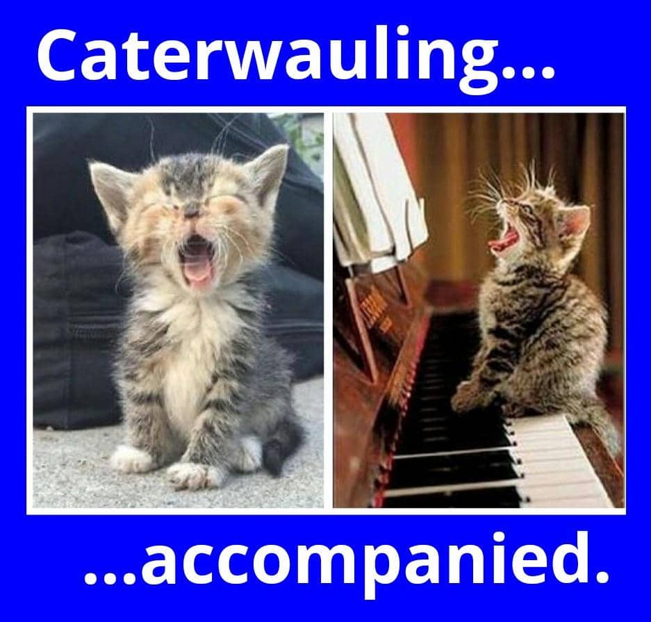 meme kucing tentang musik