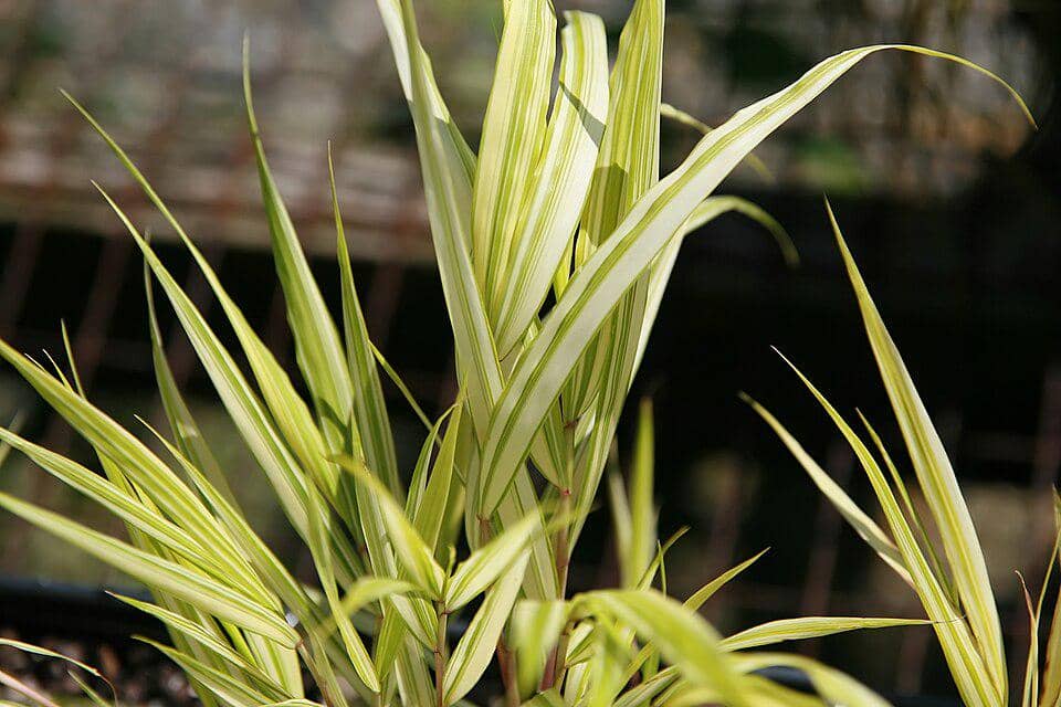 ilustrasi hakone grass aureola