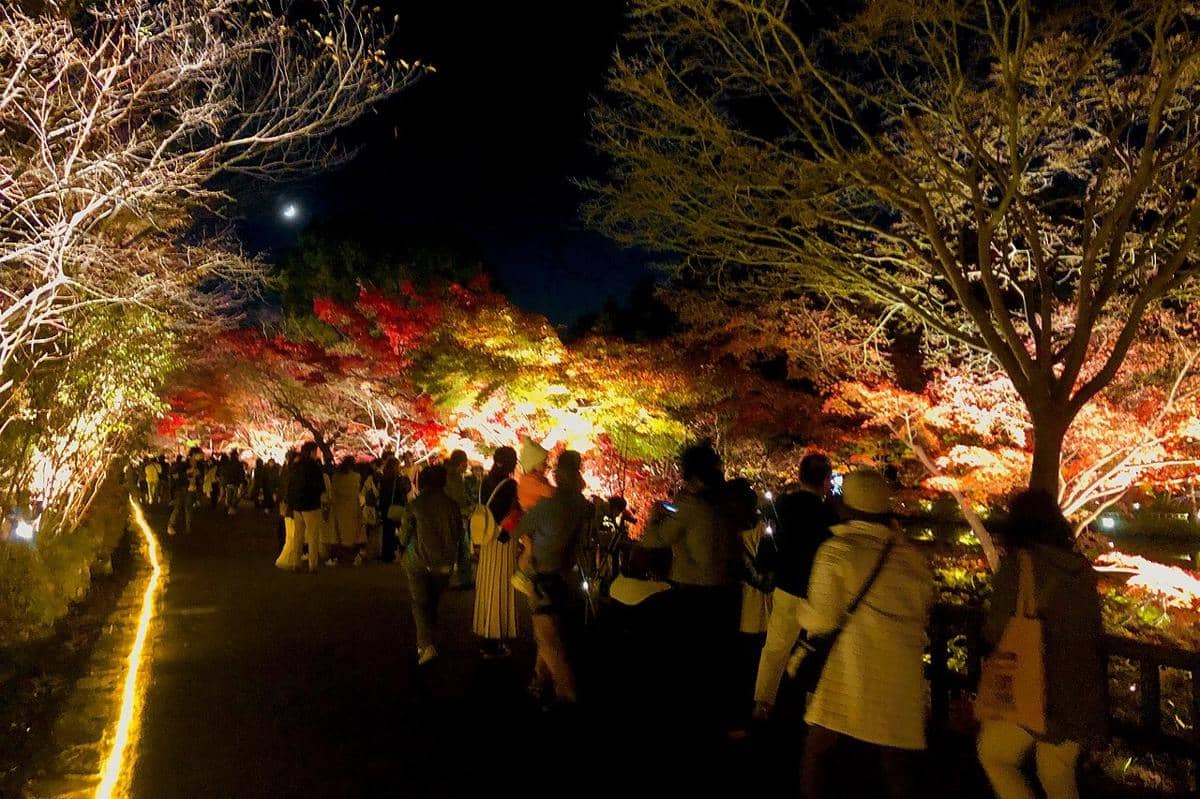 ilustrasi momiji illumination