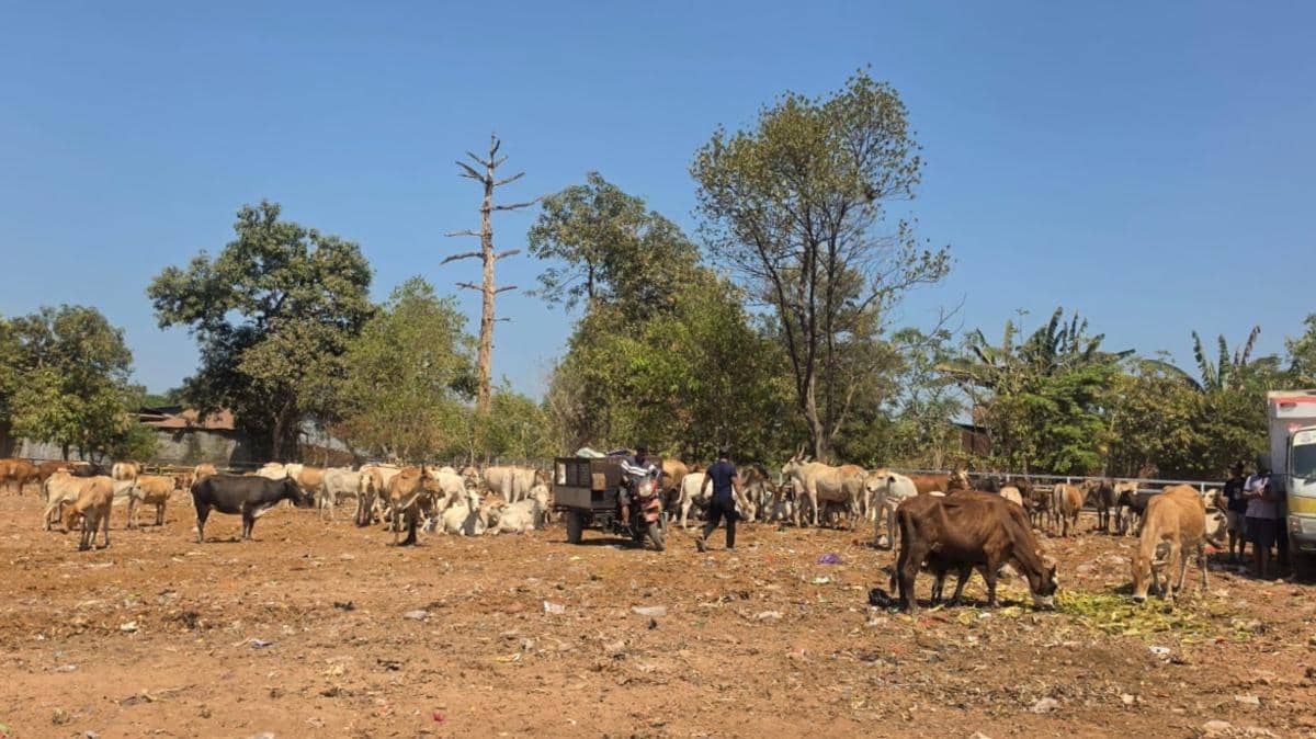 Sampah Organik dari 14 Pasar Kini Jadi Pakan Sapi di TPA Tamangapa