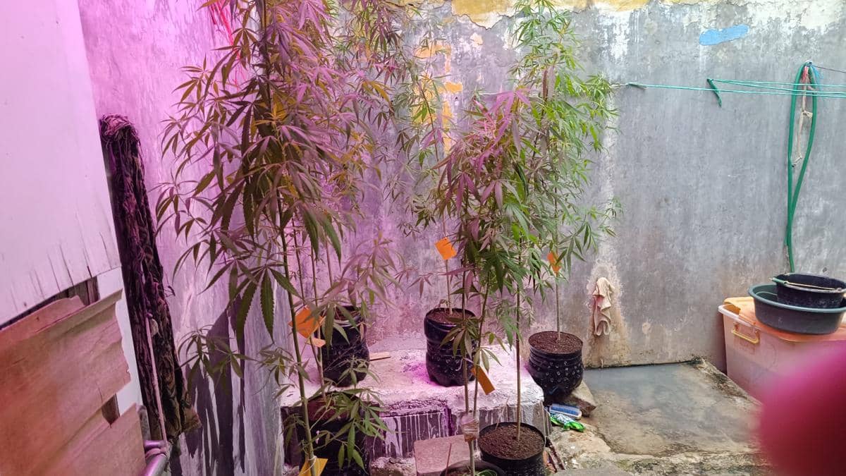 Pegawai ASN Kementerian PU Kedapatan Budidaya Ganja di Rumahnya