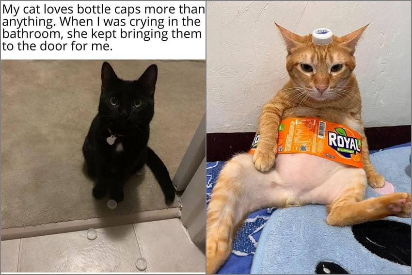 8 Meme Kucing tentang Botol, Ada yang Suka Koleksi Tutup Botol!