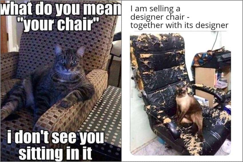 8 Meme Kucing tentang Kursi, Diambil Alih dan Dirusakin!