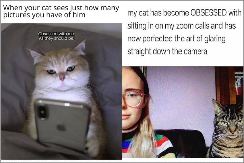 8 Meme Kucing tentang Obsesi, Banyak Foto Kucing di Galeri HP