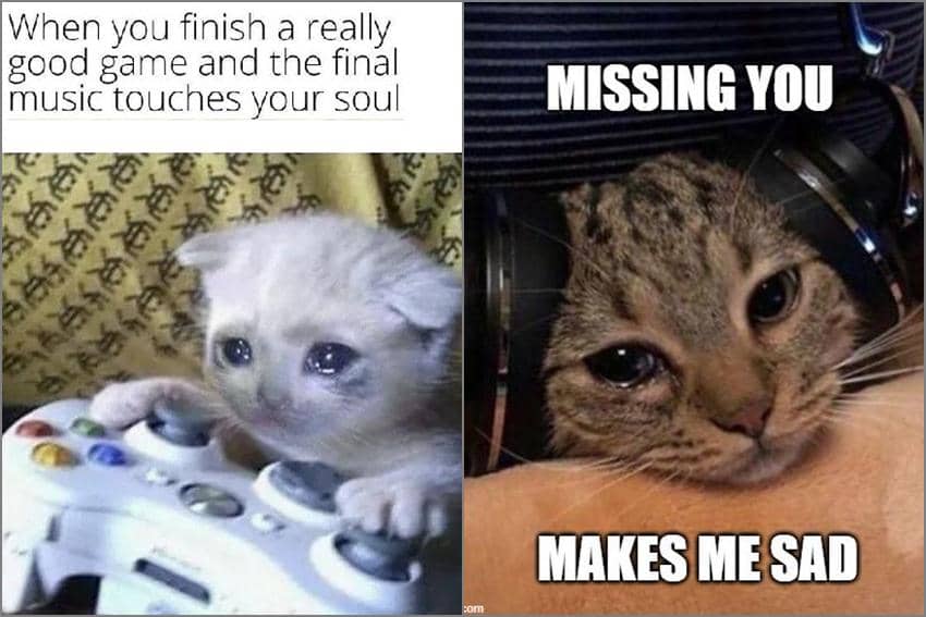 8 Meme Kucing tentang Musik, Lagi Dengar Lagu Malah Diganggu