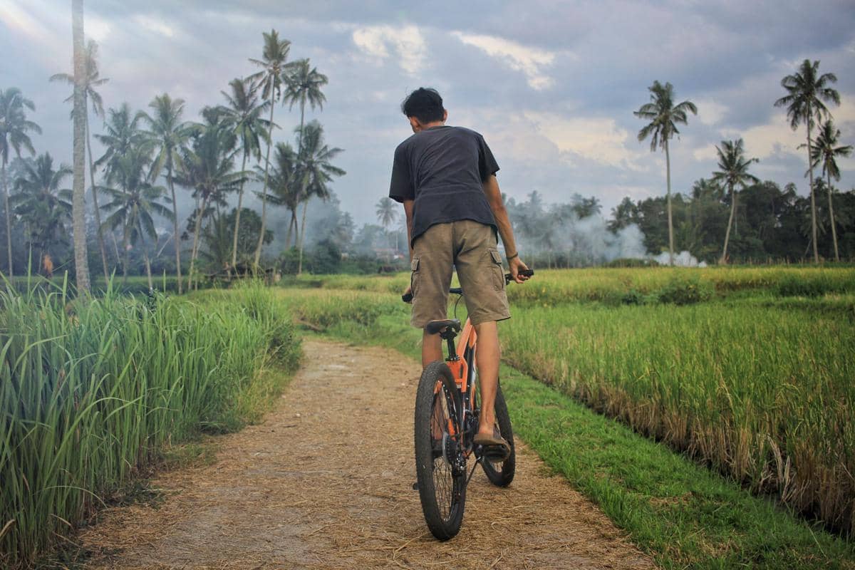 Seseorang tampak belakang mengendarai sepeda di jalan tanah berkerikil di tengah area persawahan dan pepohonan kelapa.