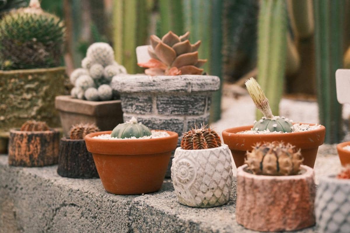 ilustrasi kebun mini di rumah