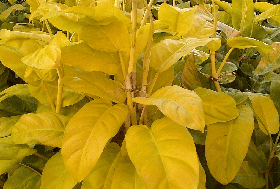 5 Tanaman Hias dengan Daun Berwarna Kuning yang Tampil Cerah dan Atraktif