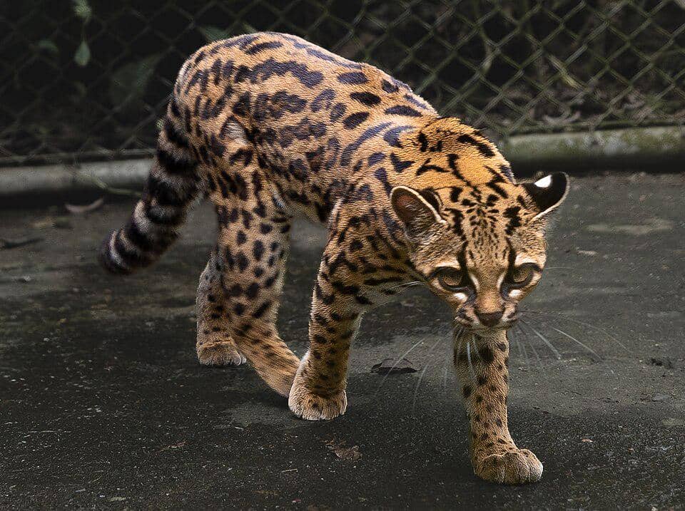Leopardus Tilcayo, Spesies Kucing Liar Baru asal Amerika Selatan!