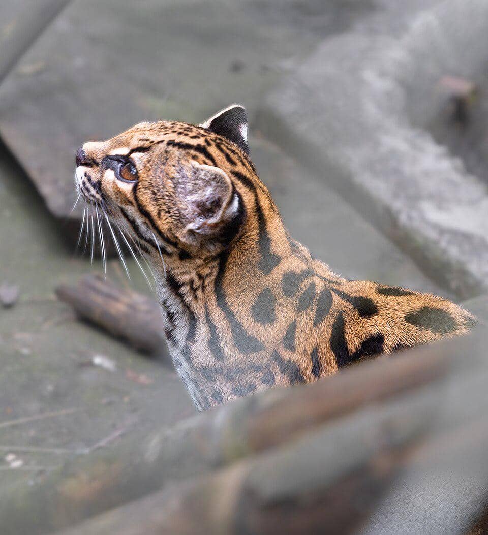 Proses identifikasi kucing tilcayo awalnya dilakukan setelah Nogales-Ascarrunz sadar kalau ada perbedaan antara spesies ini dengan oncilla.