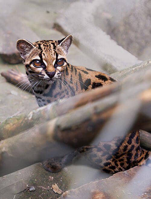 seekor kucing tilcayo yang ada di penangkaran La Senda Verde, Bolivia