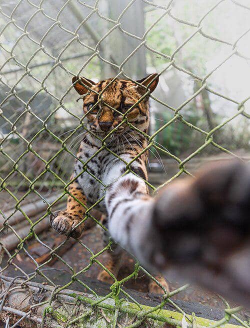 sosok kucing tilcayo berusaha meraih kamera fotografer